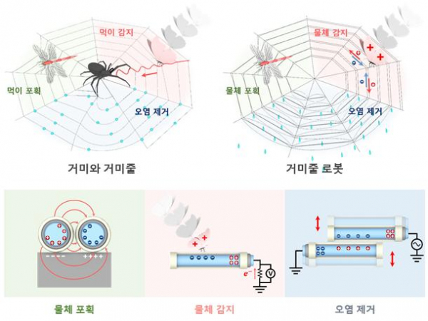 ▲거미의 행동학적 특성을 모사한 거미줄 로봇  (한국연구재단 제공)