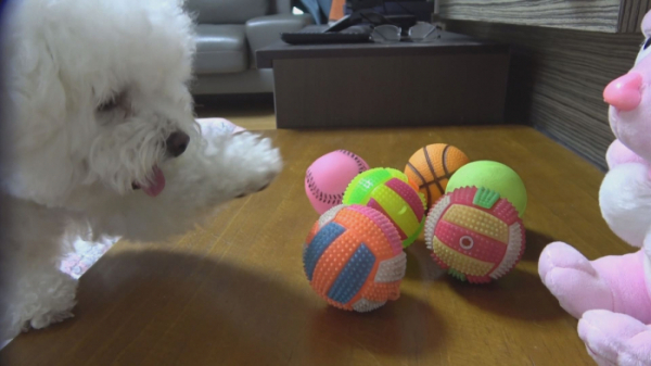 ▲'순간포착 세상에 이런 일이' 비숑 프리제 미미(사진제공=SBS)