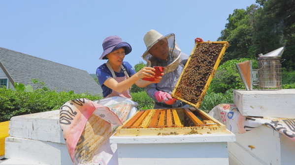 ▲EBS'한국기행'  화성 밤꿀 채밀(사진제공=EBS1)