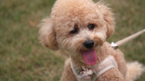 ▲‘세상에 나쁜 개는 없다’ 설하윤 반려견 푸딩이(사진제공=EBS1)