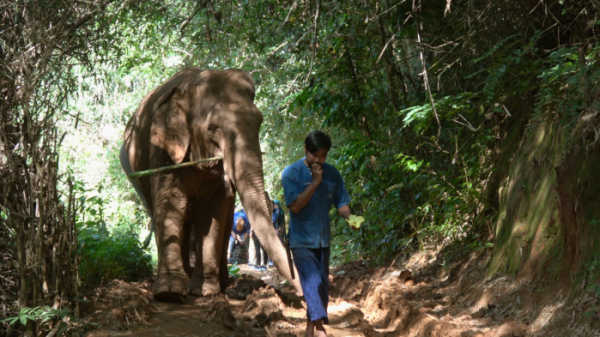▲'걸어서 세계속으로' 태국 코키리 캠프(사진제공=KBS 1TV)