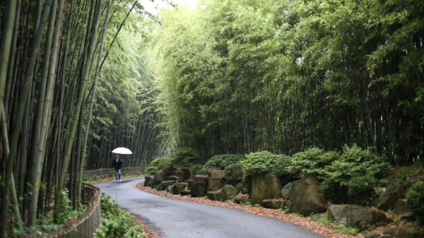 ▲'김영철의 동네 한 바퀴' 구룡마을 대나무숲(사진제공=KBS 1TV)