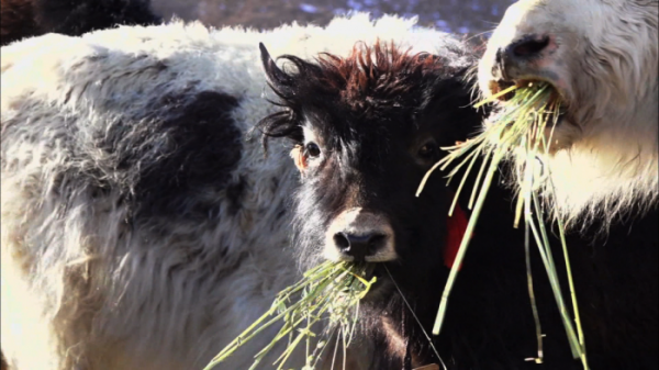 ▲EBS'세계테마기행' 칭장고원(사진제공=EBS1)