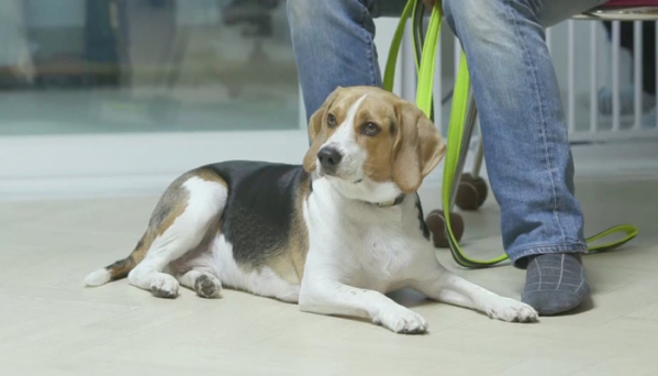 ▲‘개는 훌륭하다’ 비글(사진제공=KBS 2TV)