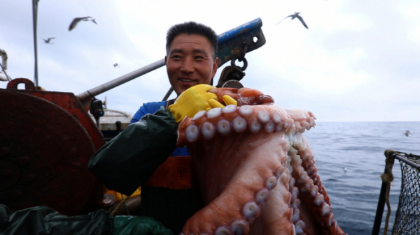 ▲EBS'한국기행' 대왕 문어(사진제공=EBS1)