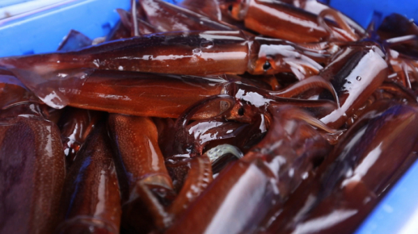 ▲EBS'한국기행' 울릉도 오징어(사진제공=EBS1)