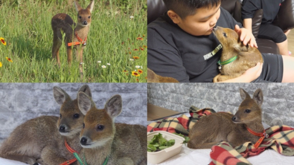▲'순간포착 세상에 이런 일이' 고라니(사진제공=SBS)