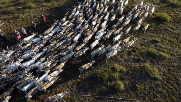 ▲EBS'세계테마기행' 툰드라(사진제공=EBS1)