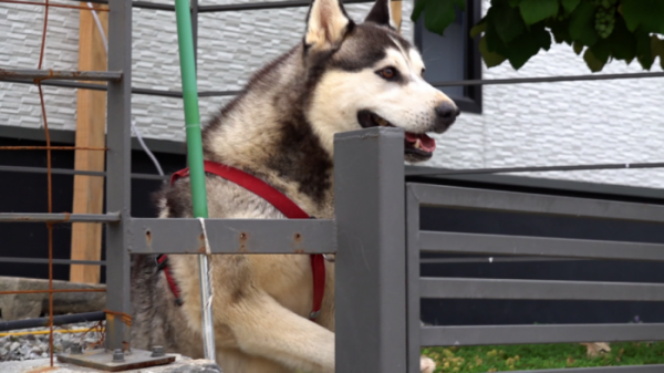 ▲'세상에 나쁜 개는 없다' 역대급 문제견 시베리안 허스키 '고돌이'(사진제공=EBS1)