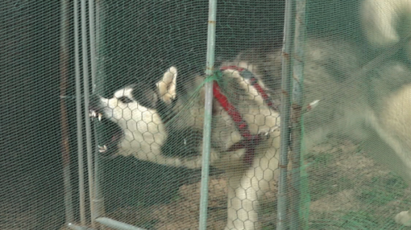 ▲'세상에 나쁜 개는 없다' 역대급 문제견 시베리안 허스키 '고돌이'(사진제공=EBS1)