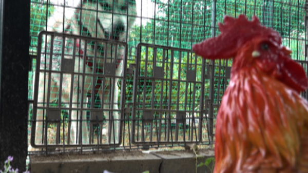 ▲'세상에 나쁜 개는 없다' 역대급 문제견 시베리안 허스키 '고돌이'(사진제공=EBS1)