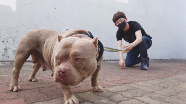 ▲‘TV 동물농장’ 산책 거부 견(사진제공=SBS)