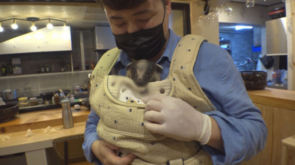 ▲‘TV 동물농장’ 오소리 '오돌이'(사진제공=SBS)