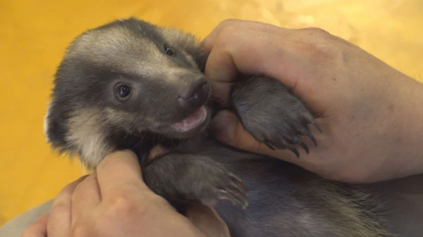 ▲‘TV 동물농장’ 오소리 '오돌이'(사진제공=SBS)