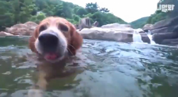 ▲리트리버 뭉치(사진=애니멀봐)