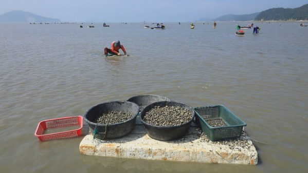 ▲EBS'한국기행' 태안 바지락(사진제공=EBS1)