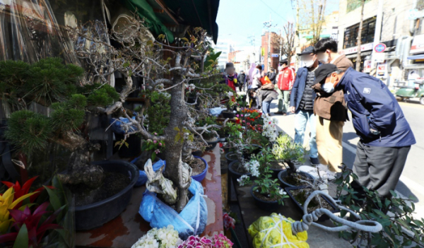 ▲서울 종로구 종로6가 꽃시장 골목에서 시민들이 꽃과 묘목을 고르고 있다. (뉴시스)