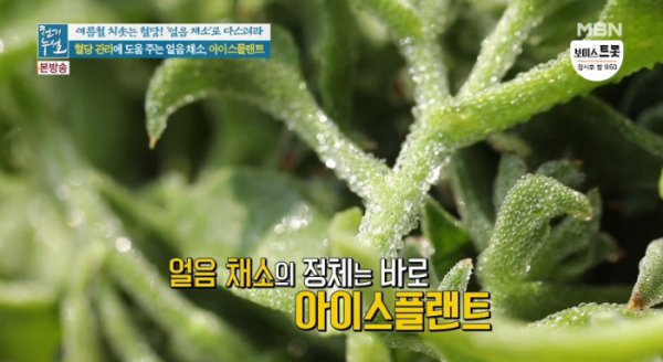 ▲아이스플랜트(사진=MBN '천기누설' 방송화면 캡처)