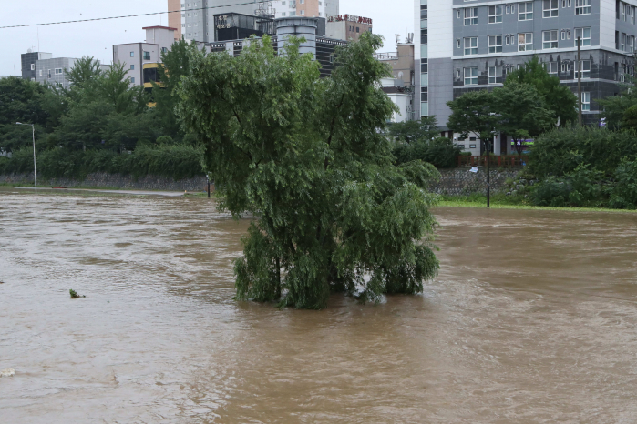 ▲6일 경기도 의정부시 중랑천에서 산책로와 나무가 집중호우로 불어난 물에 잠겨 있다. (연합뉴스)
