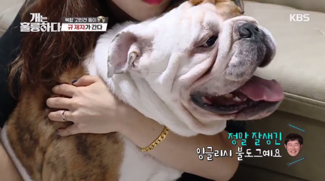 (출처=KBS '개는 훌륭하다' )
