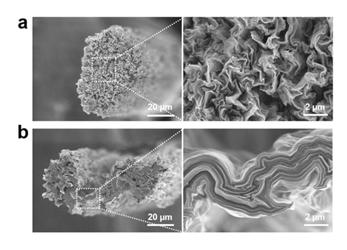 ▲(a) 자발적 평탄화가 일어나지 않아 주름진 원형 단면을 가지는 그래핀 섬유와 (b) 자발적 평탄화로 인해 납작한 그래핀 섬유 전자 주사 현미경 이미지 (카이스트 제공)