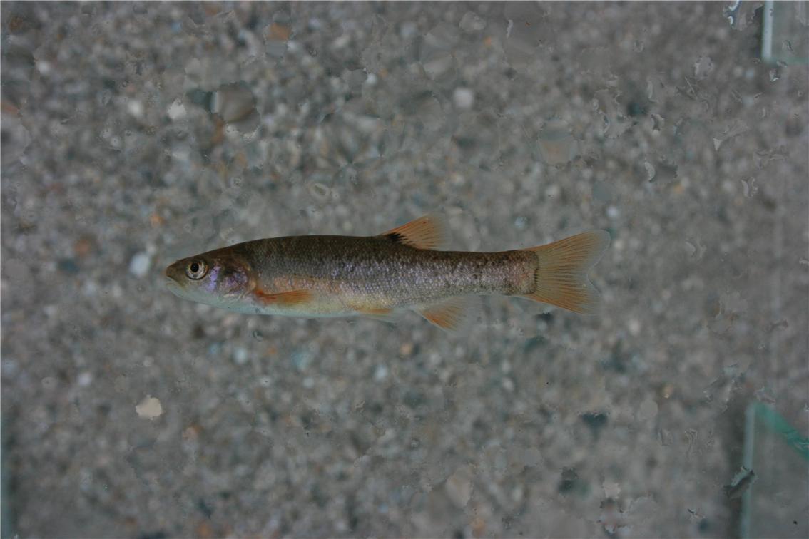 ▲비무장지대 일원에서 확인된 멸종위기종 버들가지. (사진제공=환경부)