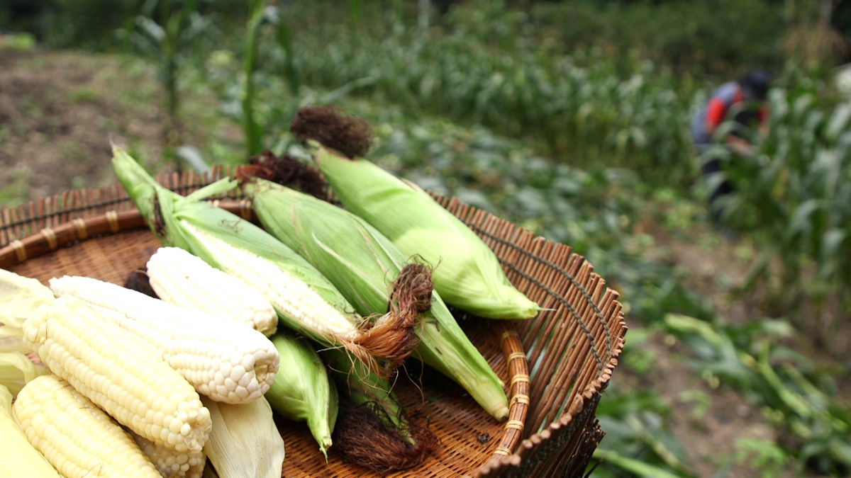 ▲'한국인의 밥상' 옥수수. (출처=KBS 1TV 캡처)