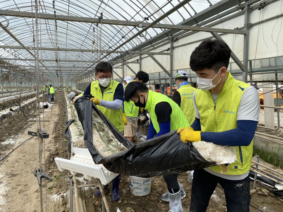 ▲NH농협은행 직원들이 이달부터 주기적으로 수해복구 관련 자원봉사를 진행하고 있다. (NH농협은행)
