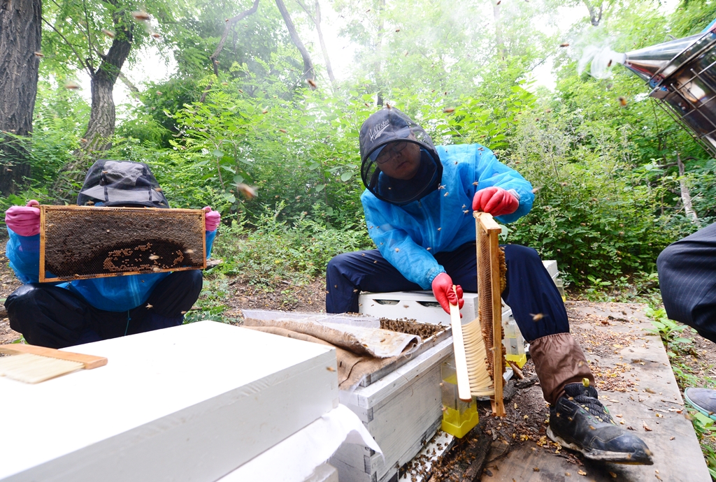 ▲서울 광진구 광장동 자투리텃밭 뒤편에 위치한 도시 양봉장. (뉴시스)