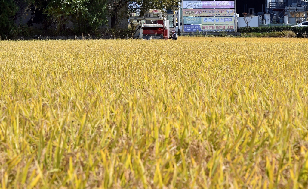 ▲경북 영천시 금노동 인근 들녘에서 한 농민이 콤바인으로 벼를 수확하고 있다. (뉴시스)