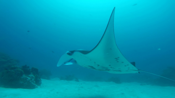 ▲'걸어서 세계속으로' 타히티, 북마리아나 제도, 팔라우(사진제공=KBS 1TV)