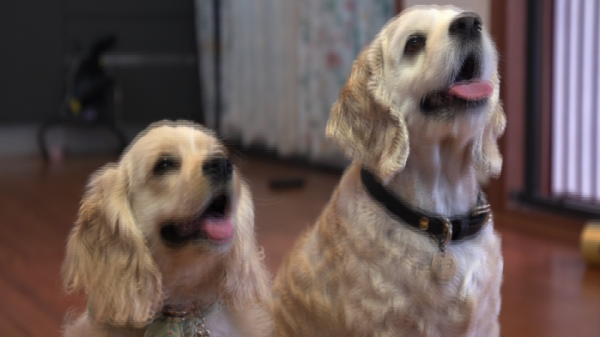 ▲'세상에 나쁜 개는 없다' 코카 스파니엘 남매(사진제공=EBS1)