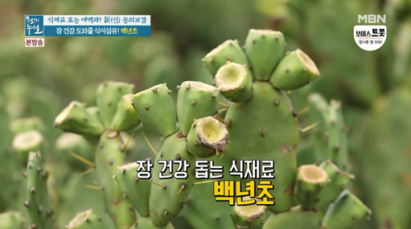 ▲백년초(사진=MBN '천기누설' 방송화면 캡처)