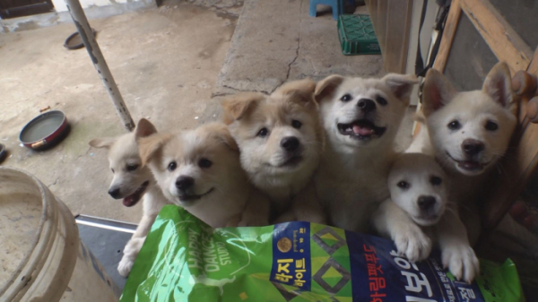 ▲'TV 동물농장'(사진제공=SBS)