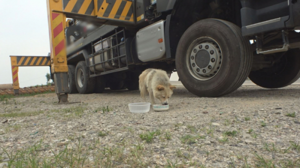 ▲'TV 동물농장' 백순이(사진제공=SBS)
