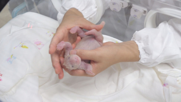 ▲'TV 동물농장' 자이언트 판다(사진제공=SBS)