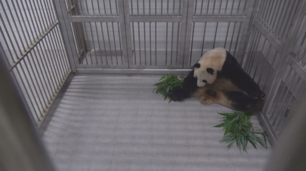 ▲'TV 동물농장' 자이언트 판다(사진제공=SBS)