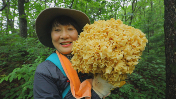 ▲EBS'한국기행' 꽃송이 버섯(사진제공=EBS1)