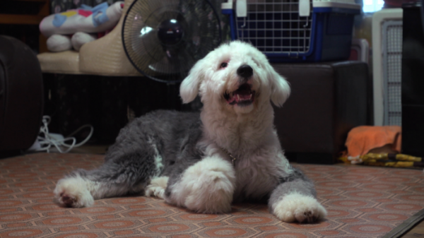 ▲'세상에 나쁜 개는 없다' 올드 잉글리시 쉽독(사진제공=EBS1)