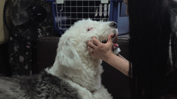 ▲'세상에 나쁜 개는 없다' 올드 잉글리시 쉽독(사진제공=EBS1)