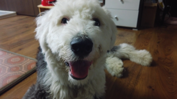 ▲'세상에 나쁜 개는 없다' 올드 잉글리시 쉽독(사진제공=EBS1)