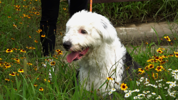 ▲'세상에 나쁜 개는 없다' 올드 잉글리시 쉽독(사진제공=EBS1)