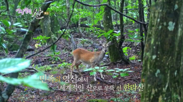 ▲'영상앨범 산' 제주 한라산 국립공원(사진제공=KBS 2TV)