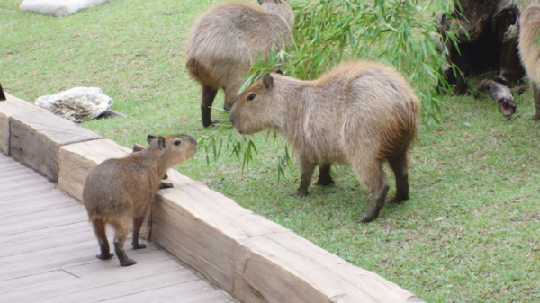 ▲'TV 동물농장' 카피바라(사진제공=SBS)
