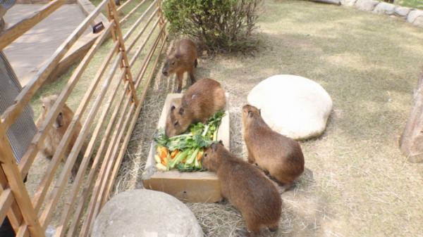 ▲'TV 동물농장' 카피바라(사진제공=SBS)