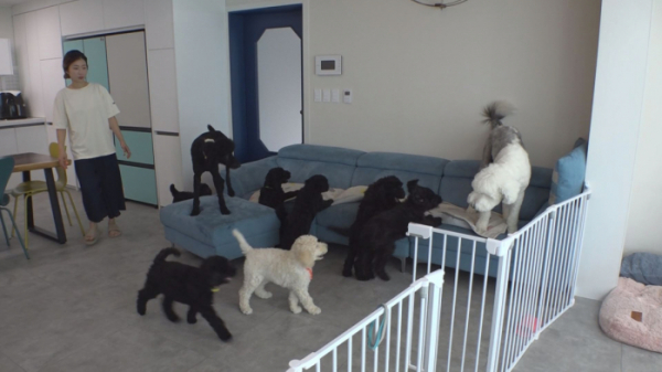 ▲'TV 동물농장' 잉글리시 쉽독 두부(사진제공=SBS)