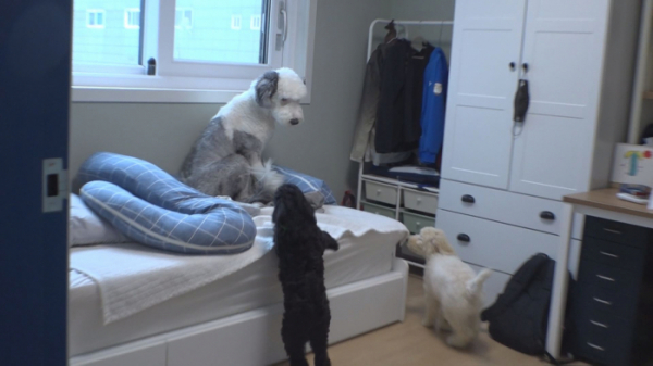 ▲'TV 동물농장' 잉글리시 쉽독 두부(사진제공=SBS)