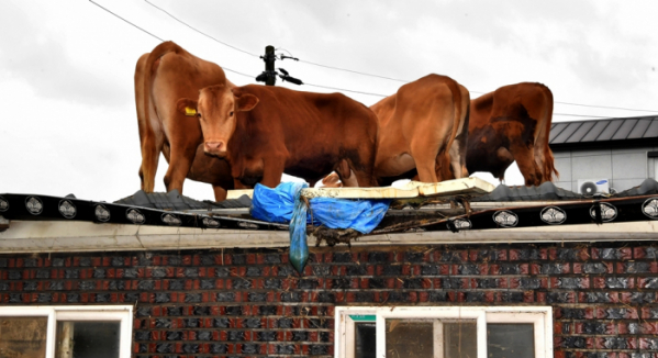 ▲전남 구례군 구례읍 양정마을에서 집중 호우로 급류에 휩쓸린 소들이 주택 지붕에 올라 구조를 기다리고 있다. (뉴시스)