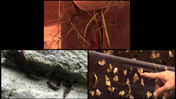 ▲'뉴스토리' 매미나방, 노래기 떼(사진제공=SBS)