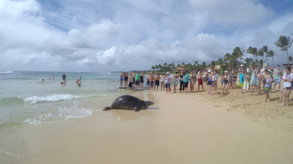 ▲'걸어서 세계속으로' 하와이 카우아이(사진제공=KBS 1TV)